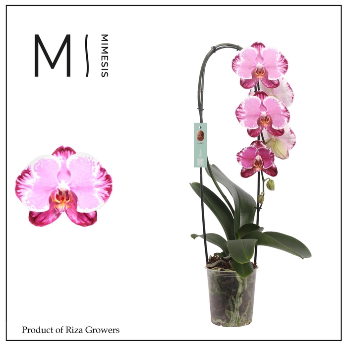 <h4>Phalaenopsis Flow Sacrifice 1 spike - 12cm | Mimesis</h4>