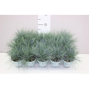 Festuca Gl. Compacta Blue