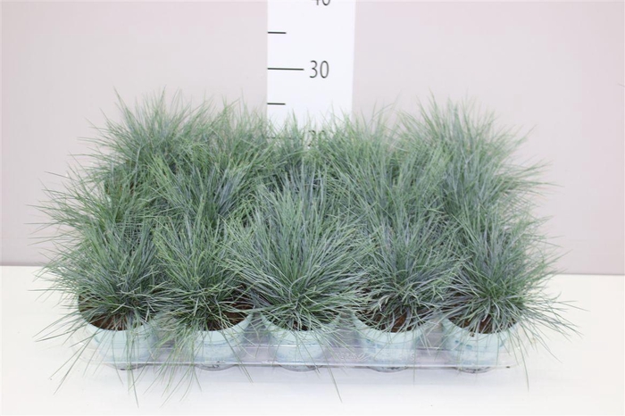 <h4>Festuca Gl. Compacta Blue</h4>