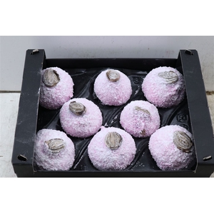 Wax Hipp Snow Pink Rose