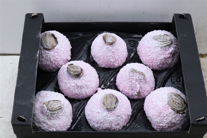 <h4>Wax Hipp Snow Pink Rose</h4>