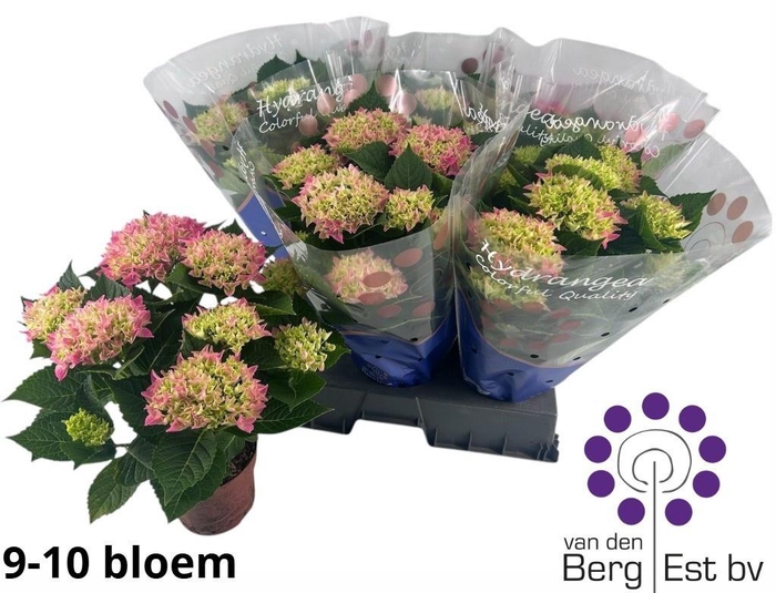 <h4>HYDR M HI MEADOW</h4>