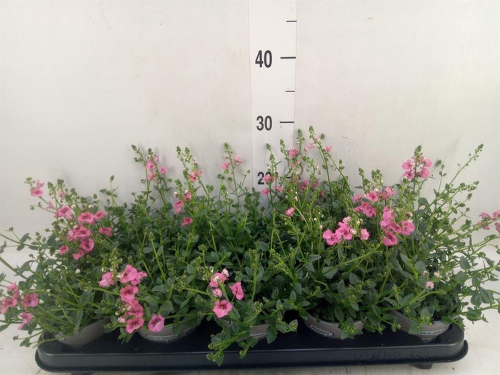 <h4>Diascia  'My Darling Berry'</h4>