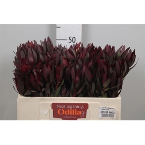 Leucadendron Safari Sunset