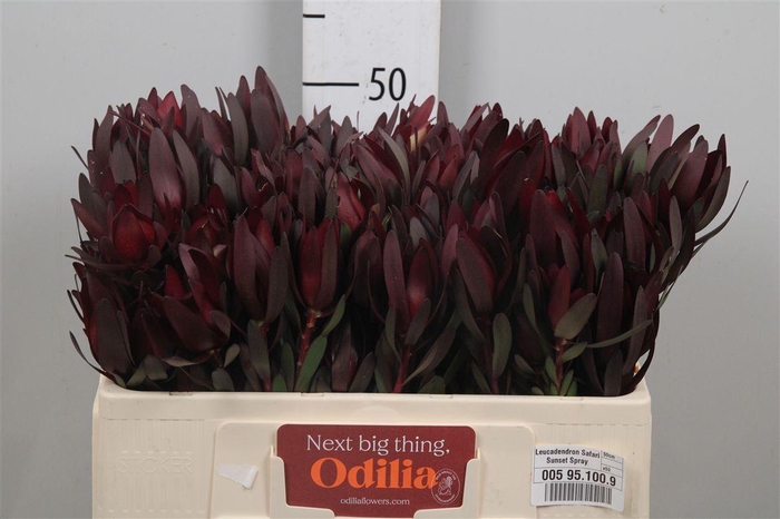 <h4>Leucadendron Safari Sunset</h4>