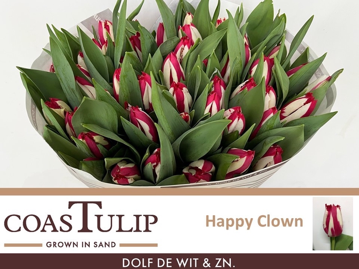 <h4>TU FR HAPPY CLOWN</h4>