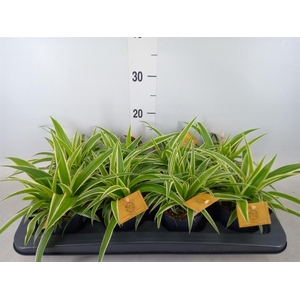 Chlorophytum com. 'Ocean'