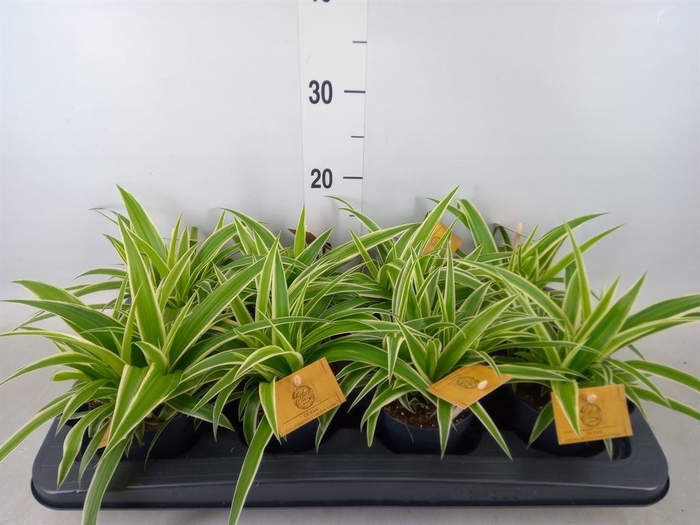 <h4>Chlorophytum com. 'Ocean'</h4>