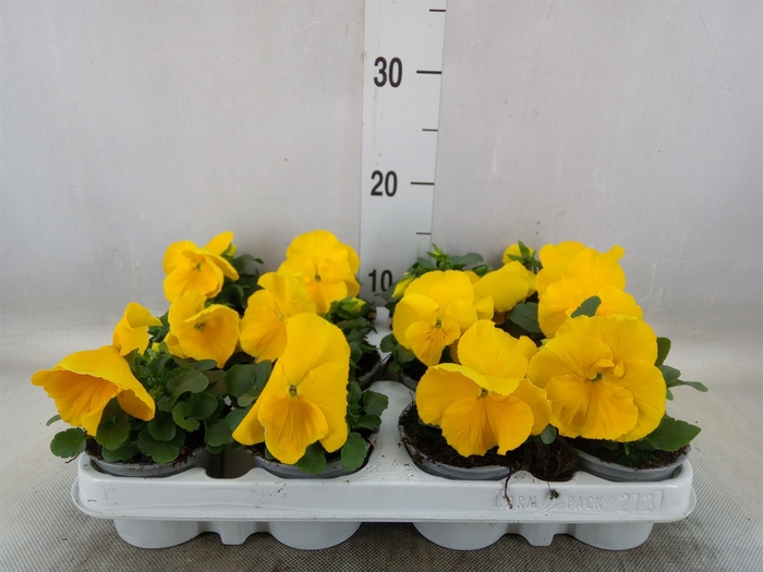 <h4>Viola wr. 'Alpha Yellow'</h4>