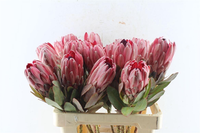 <h4>Protea Sharonet</h4>