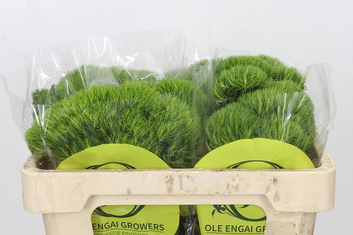 <h4>Dianthus Br Kiwi Mellow</h4>
