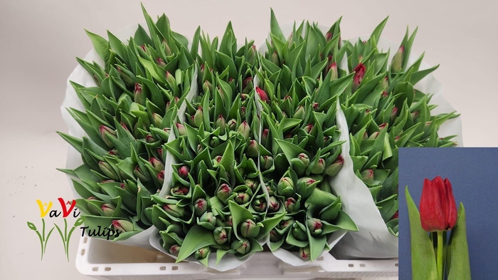 <h4>TU EN SEADOV</h4>