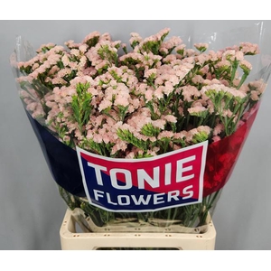 LIM S SWEET APRICOT+