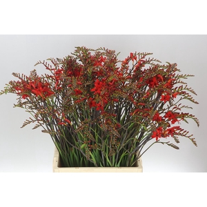 Crocosmia Lucifer