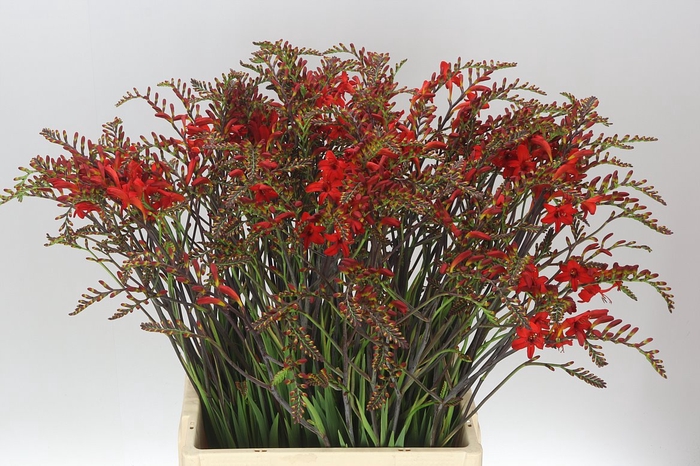 <h4>Crocosmia Lucifer</h4>