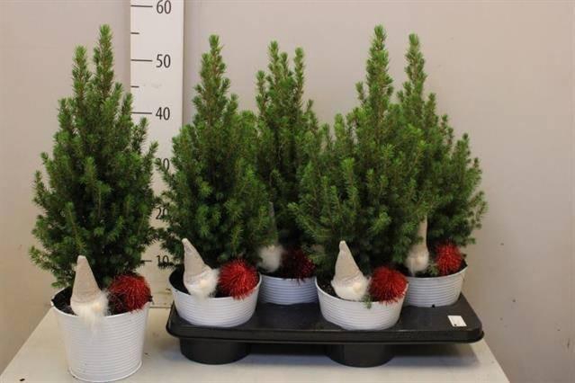 <h4>PICEA GL PERFECTA</h4>