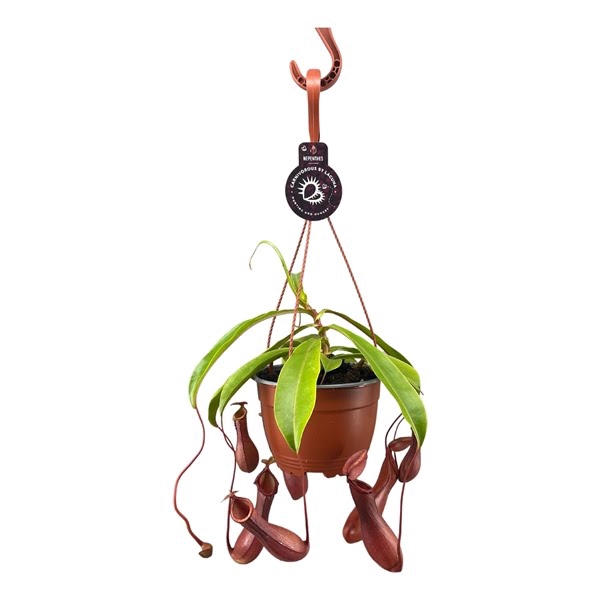 Nepenthes Alata 14 cm in hangpot