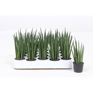 Sansevieria bacularis
