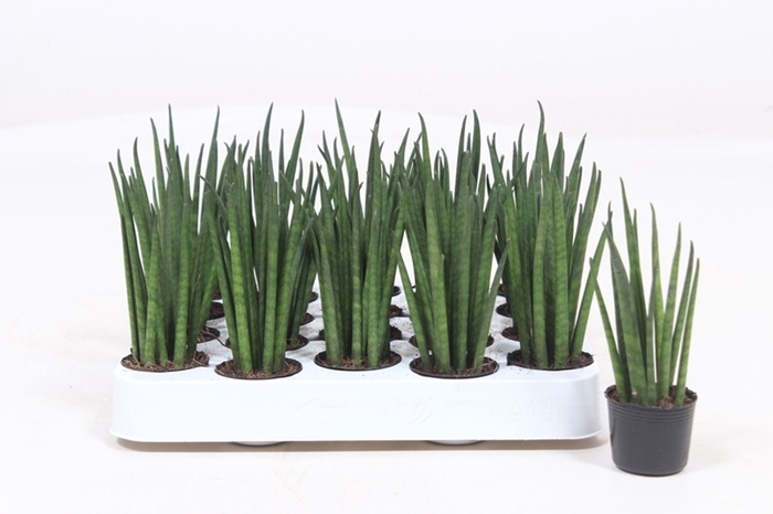 <h4>Sansevieria bacularis</h4>