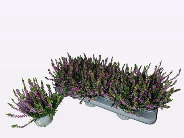 <h4>!! PROMO !! CALLU WIBOS ROSA P10.5</h4>