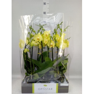 Phalaenopsis  'Ant Ferrara'