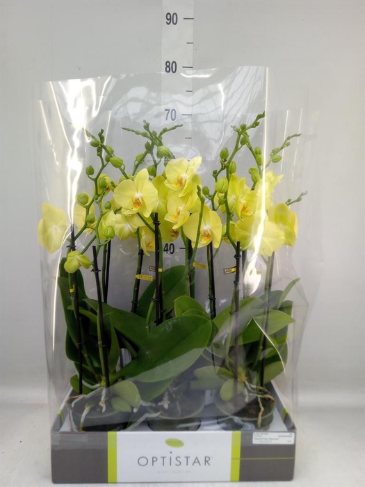 <h4>Phalaenopsis  'Ant Ferrara'</h4>