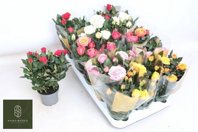 <h4>RO KORDAN GRANDE GEM</h4>