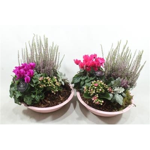 1009 Zink BT Pinky