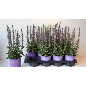 SALVIA NE OSTFRIESL
