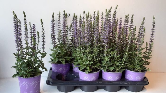 <h4>SALVIA NE OSTFRIESL</h4>