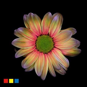 Chr T Kennedy Cameleon