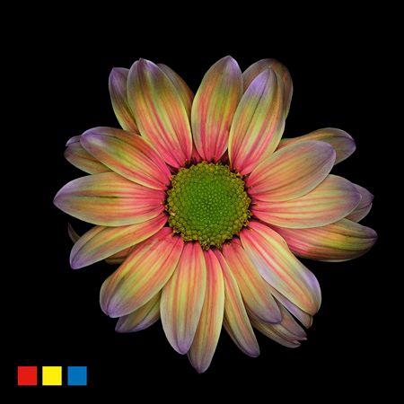 <h4>Chr T Kennedy Cameleon</h4>