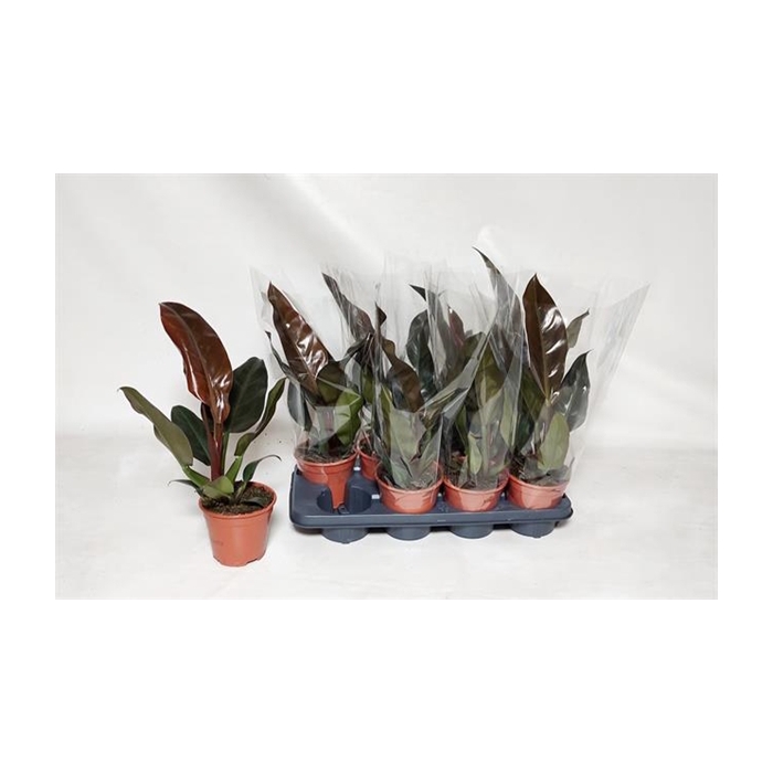 <h4>Philodendron Imperial Red 14Ø 50cm</h4>