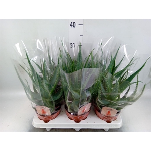 Aloe arborescens