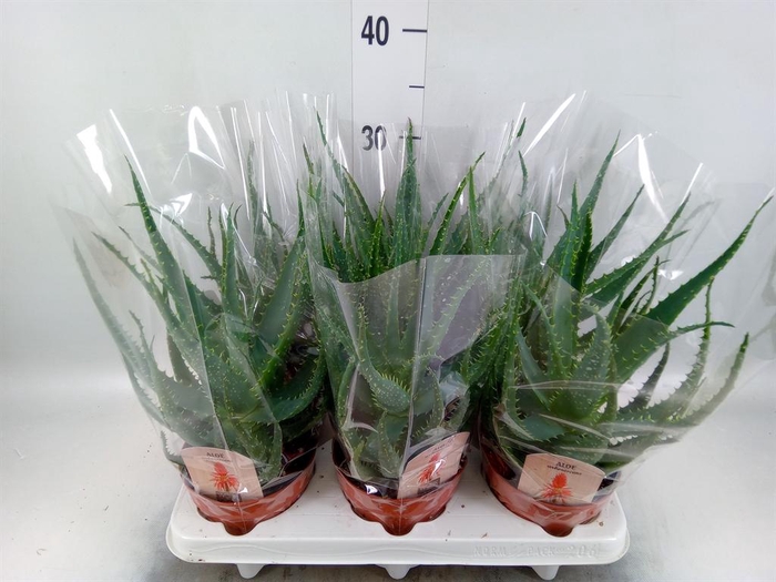 <h4>Aloe arborescens</h4>