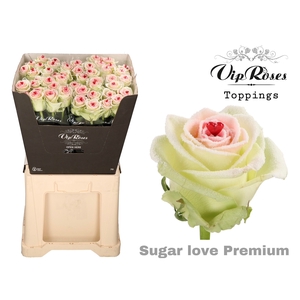 R GR SUGAR LOVE PREMIUM 996