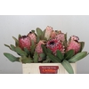 Protea Barbigera Air