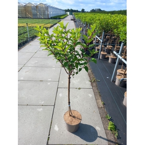 Hydrangea paniculata Vanille-Frais