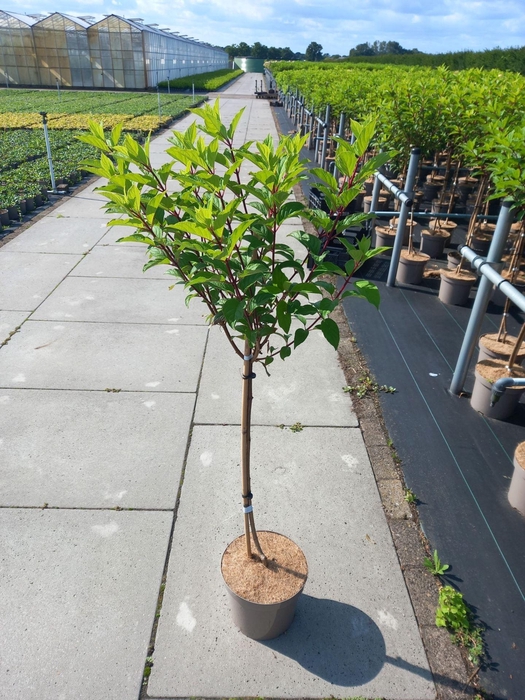 <h4>Hydrangea paniculata Vanille-Frais</h4>