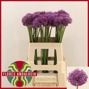 ALLIUM GLADIATOR