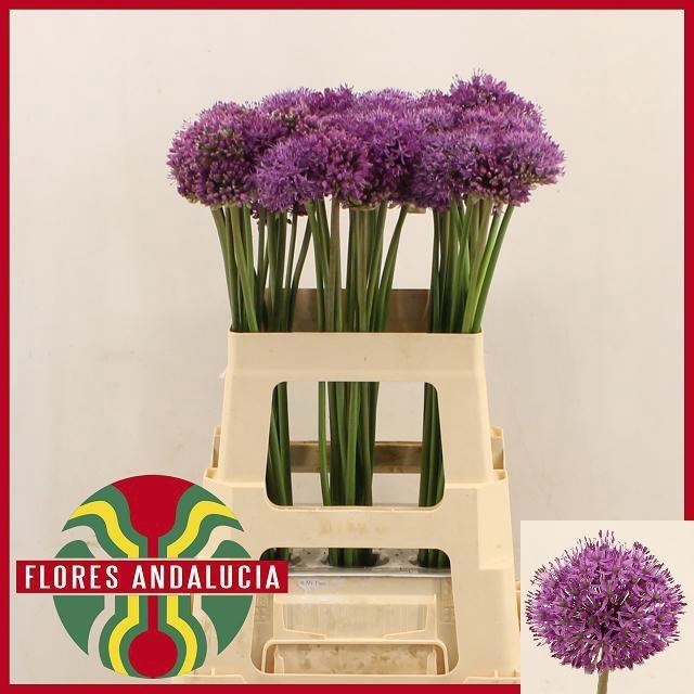 <h4>ALLIUM GLADIATOR</h4>