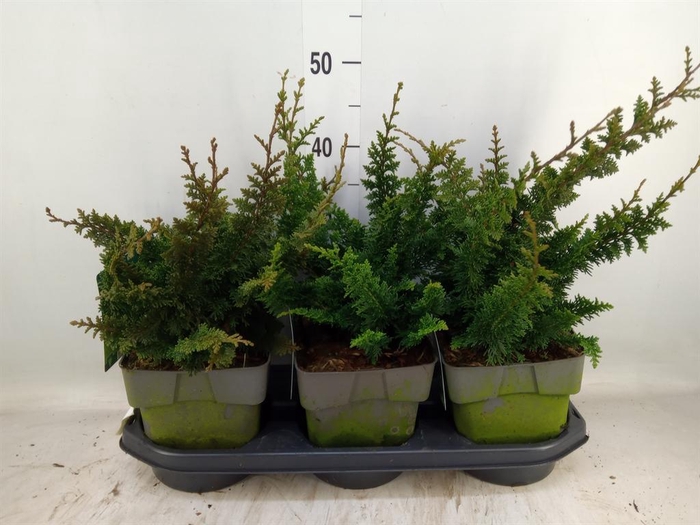 <h4>Chamaecyparis obt.</h4>