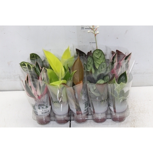PLANTA ORNAMENTAL P06 VARIADO