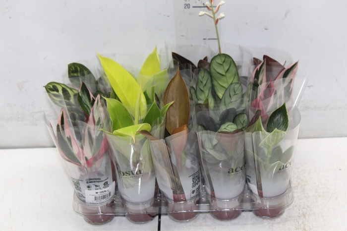 <h4>PLANTA ORNAMENTAL P06 VARIADO</h4>