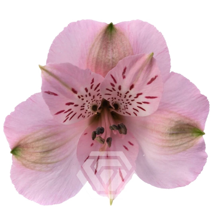 <h4>ALSTR SEATTLE</h4>