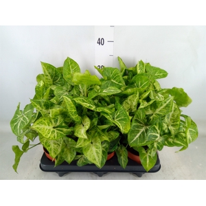 Syngonium  'Arrow'