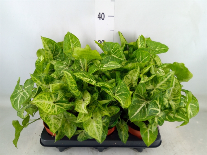 <h4>Syngonium  'Arrow'</h4>