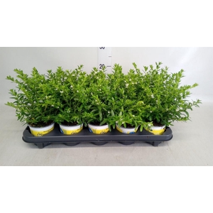 Cuphea hyssop. 'Floriglory'