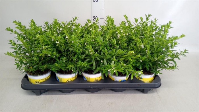 <h4>Cuphea hyssop. 'Floriglory'</h4>