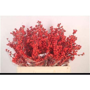 Ilex Verticilata Red A2